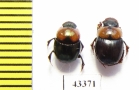 Scarabaeinae sp.  French Guiana - INSECTS-STORE.RU