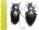 Carabus (Oreocarabus) amplipennis, pair  Spain - INSECTS-STORE.RU