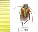 Hopliini sp.  South Africa Rep. - INSECTS-STORE.RU