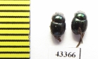 Scarabaeinae sp.  French Guiana - INSECTS-STORE.RU