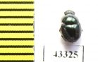 Scarabaeinae sp.  French Guiana - INSECTS-STORE.RU