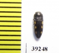 Acmaeodera nigellata  Spain - INSECTS-STORE.RU