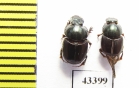 Scarabaeinae sp.  French Guiana - INSECTS-STORE.RU