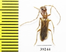 Vesperus serranoi  Portugal - INSECTS-STORE.RU