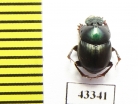 Scarabaeinae sp.  French Guiana - INSECTS-STORE.RU