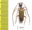 Vesperus lucasi  Spain - INSECTS-STORE.RU