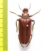 Eletica castanea  Thailand - INSECTS-STORE.RU
