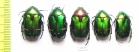 Cetonia aurata pisana  France - INSECTS-STORE.RU