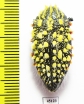 Julodis sulcicollis ssp.1  South Africa Rep. - INSECTS-STORE.RU