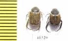 Hopliini sp., pair  South Africa Rep. - INSECTS-STORE.RU