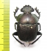 Kheper aeratus  Tanzania - INSECTS-STORE.RU
