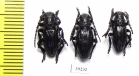 Iberodorcadion brannani, pair  Spain - INSECTS-STORE.RU