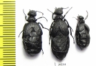 Meloe mediterraneus  Spain - INSECTS-STORE.RU