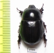 Dynastinae sp.  South Africa Rep. - INSECTS-STORE.RU