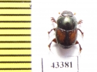 Scarabaeinae sp.  Peru - INSECTS-STORE.RU