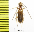 Vesperus jertensis  Spain - INSECTS-STORE.RU