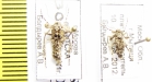 Operophtera fagata  Russia, Moscow reg. - INSECTS-STORE.RU