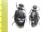 Meloe glasunovi  Kazakhstan - INSECTS-STORE.RU