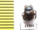 Scarabaeinae sp.  Peru - INSECTS-STORE.RU