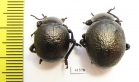 Timarcha sp., pair  Morocco - INSECTS-STORE.RU