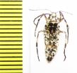 Erannis degoliaria  Russia, Moscow reg. - INSECTS-STORE.RU