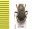 Eurysternus sp.  Peru - INSECTS-STORE.RU