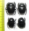 Scarabaeus sp.  South Africa Rep. - INSECTS-STORE.RU