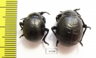 Timarcha sp., pair  Morocco - INSECTS-STORE.RU