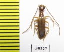 Vesperus jertensis  Spain - INSECTS-STORE.RU