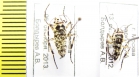 Geometridae sp.  Russia, Moscow reg. - INSECTS-STORE.RU