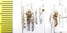 Operophtera fagata  Russia, Moscow reg. - INSECTS-STORE.RU
