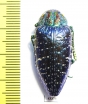 Polybothris sumptuosa gemma  Madagascar - INSECTS-STORE.RU