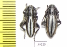 Iberodorcadion abulense  Spain - INSECTS-STORE.RU