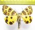 Pantherodes conglomerata  Peru - INSECTS-STORE.RU