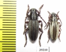 Iberodorcadion uhagoni, pair  Spain - INSECTS-STORE.RU