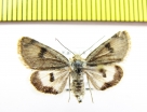Noctuidae sp.  China, Tibet  5200m - INSECTS-STORE.RU