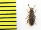 Diplagia hellenica  Greece - INSECTS-STORE.RU