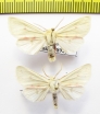 Isochlora grumi  Russia, Buryatia reg. - INSECTS-STORE.RU