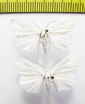 Noctuidae sp.  Russia, Far East - INSECTS-STORE.RU