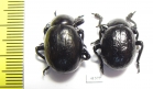 Timarcha sp., pair  Morocco - INSECTS-STORE.RU