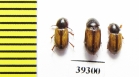 Aphodius fuscolineatus  Iran, Hormozgan prov. - INSECTS-STORE.RU
