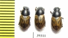 Aphodius luridus  Uzbekistan - INSECTS-STORE.RU
