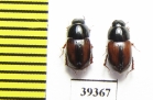 Aphodius menetriesi  Uzbekistan - INSECTS-STORE.RU