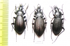Carabus (Morphocarabus) wulffiusi, pair  Russia, Far East - INSECTS-STORE.RU