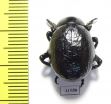 Timarcha sp.  Morocco - INSECTS-STORE.RU