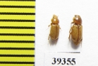 Didactylia pallicolor  Iran, Hormozgan prov. - INSECTS-STORE.RU