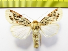Noctuidae sp.  Philippines - INSECTS-STORE.RU