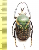 Megalorrhina harrisi procera  Congo  39mm - INSECTS-STORE.RU