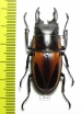 Prosopocoilus fabricei  Indonesia, Peleng isl. - INSECTS-STORE.RU