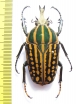 Chelorrhina savagei  Cameroon 54mm - INSECTS-STORE.RU
